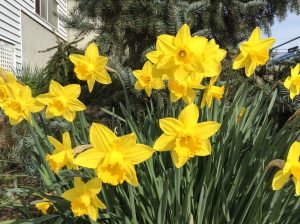 Be my Queen! Be my daffodil!